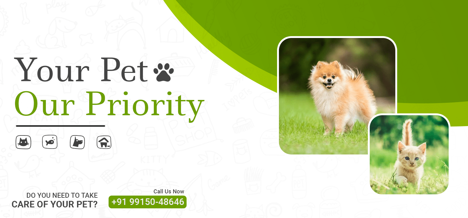 Pet Grooming in Jalandhar Home Dog Hair cutting Salon